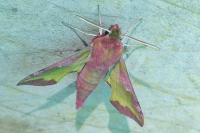 Deilephila porcellus
