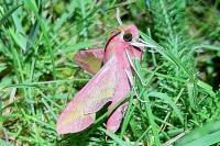 Deilephila porcellus