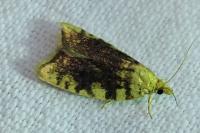 Aleimma loeflingiana