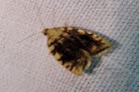 Aleimma loeflingiana