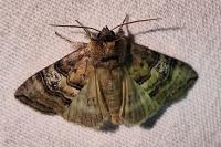 Tethea ocularis
