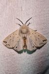 Spilosoma lubricipeda