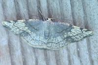 Stegania trimaculata