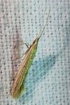 Coleophora