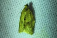 Clepsis consimilana