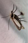 Crambus pascuella