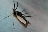 Crambus pascuella