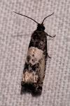 Notocelia rosaecolana