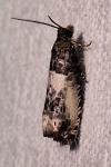Notocelia rosaecolana