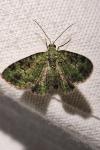 Pasiphila rectangulata
