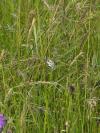 Melanargia galathea