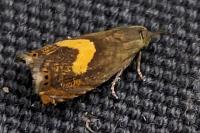 Dichrorampha petiverella