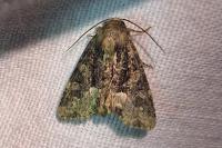 Oligia