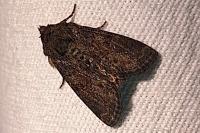 Oligia