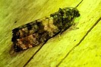 Piniphila bifasciana