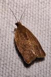 Clepsis consimilana