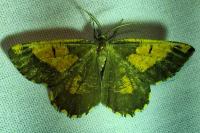 Angerona prunaria