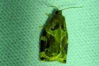Archips xylosteana
