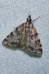 Scoparia pyralella