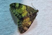 Dysstroma truncata