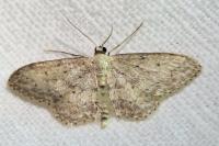 Idaea seriata