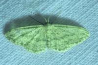 Idaea seriata