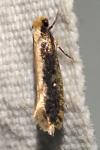 Monopis crocicapitella
