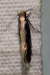Monopis crocicapitella
