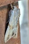 Apamea lithoxylaea