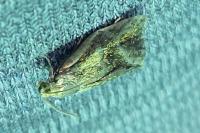 Ptycholoma lecheana