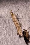 Ypsolopha ustella