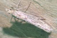Ypsolopha ustella