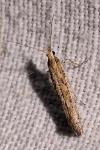 Ypsolopha ustella
