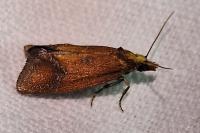 Agapeta zoegana