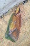 Agapeta zoegana