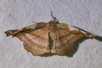 Apeira syringaria