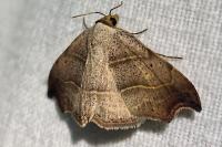 Laspeyria flexula