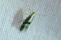 Argyresthia spinosella