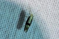 Argyresthia spinosella