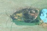 Ptycholoma lecheana