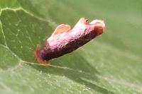 Coleophora