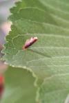 Coleophora