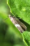 Grapholita lunulana