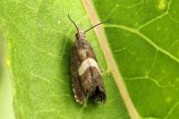 Grapholita lunulana