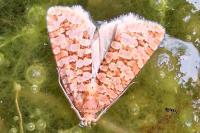 Lozotaeniodes formosana