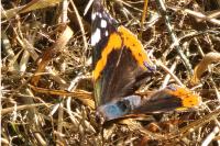 Vanessa atalanta