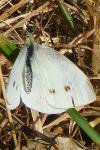 Pieris rapae