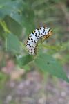 Cucullia scrophulariae