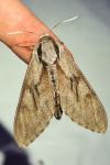 Hyloicus pinastri