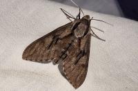 Hyloicus pinastri